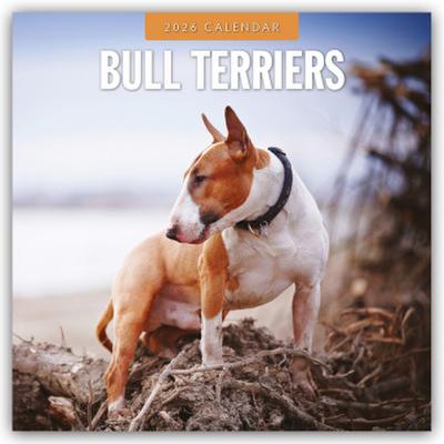 Bull Terriers - Bullterrier 2026 - 16-Monatskalender
