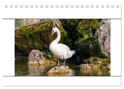 Vögel am Wasser entdecken (Tischkalender 2025 DIN A5 quer), CALVENDO Monatskalender