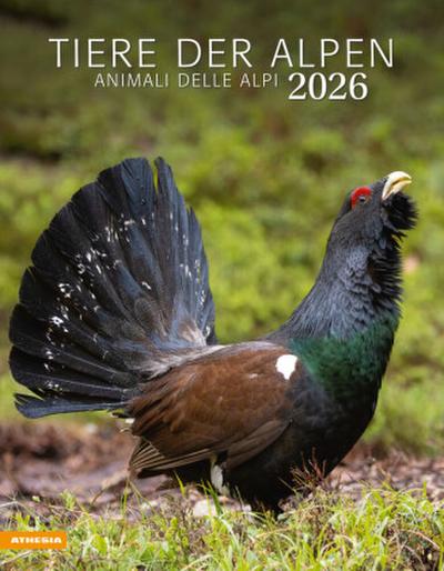 Tiere der Alpen - Kalender 2026