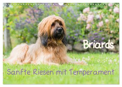 Briards - sanfte Riesen mit Temperament (Wandkalender 2024 DIN A3 quer), CALVENDO Monatskalender