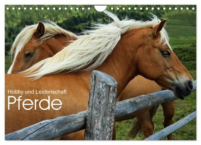 Pferde - Hobby und Leidenschaft (Wandkalender 2024 DIN A4 quer), CALVENDO Monatskalender