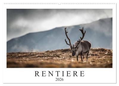 Rentiere (Wandkalender 2026 DIN A2 quer), CALVENDO Monatskalender