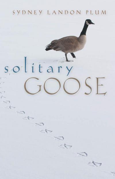 Solitary Goose