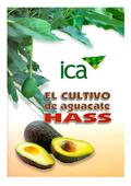 El cultivo de aguacate Hass