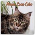 Maine Coon Cats/Main Coon Katzen 2027