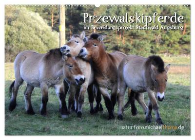 Przewalskipferde (Wandkalender 2025 DIN A2 quer), CALVENDO Monatskalender