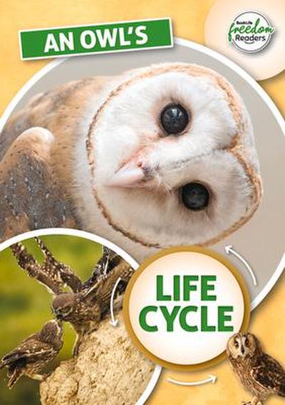 An Owl’s Life Cycle