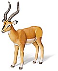 tiptoi® Antilope