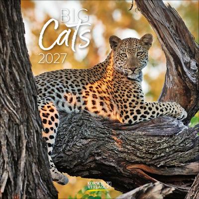 Big Cats 2027