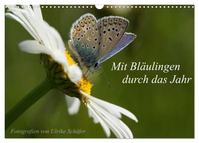 Mit Bläulingen durch das Jahr (Wandkalender 2026 DIN A3 quer), CALVENDO Monatskalender