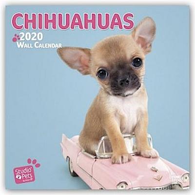Chihuahuas 2020