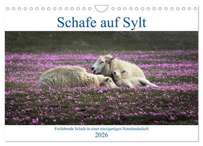 Schafe auf Sylt (Wandkalender 2026 DIN A4 quer), CALVENDO Monatskalender