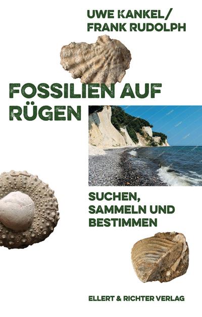 Fossilien auf Rügen