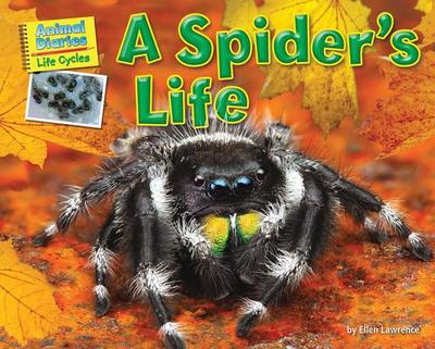 A Spider’s Life