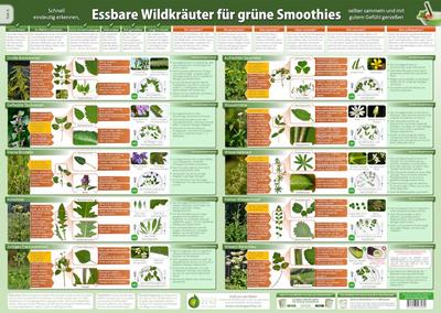 Essbare Wildkräuter für grüne Smoothies 2