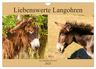Liebenswerte Langohren - Die Schönheit der Esel (Wandkalender 2025 DIN A4 quer), CALVENDO Monatskalender