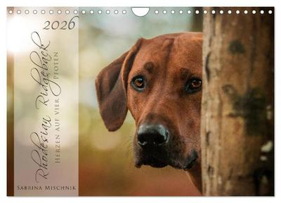 Rhodesian Ridgeback - Herzen auf vier Pfoten (Wandkalender 2026 DIN A4 quer), CALVENDO Monatskalender