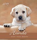 Hunde, Postkartenkalender 2013