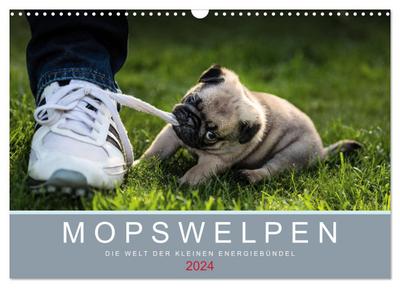 Mopswelpen (Wandkalender 2024 DIN A3 quer), CALVENDO Monatskalender