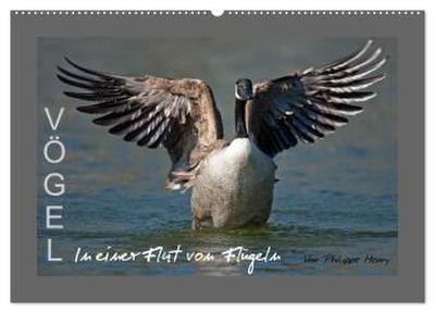 VÖGEL (Wandkalender 2026 DIN A2 quer), CALVENDO Monatskalender