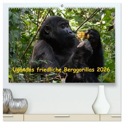 Ugandas friedliche Berggorillas (hochwertiger Premium Wandkalender 2026 DIN A2 quer), Kunstdruck in Hochglanz