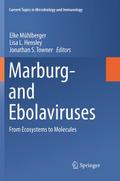 Marburg- and Ebolaviruses