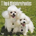 Toy and Miniature Poodles 2014 - Toypudel und Zwergpudel