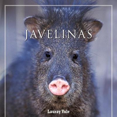 Javelinas