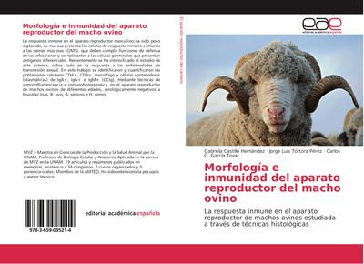 Morfología e inmunidad del aparato reproductor del macho ovino