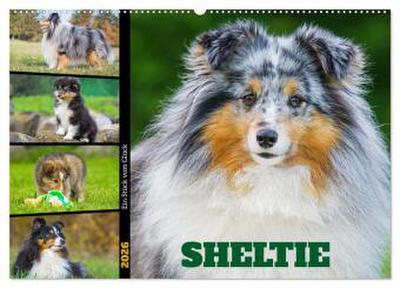 Sheltie - Ein Stück vom Glück (Wandkalender 2026 DIN A2 quer), CALVENDO Monatskalender