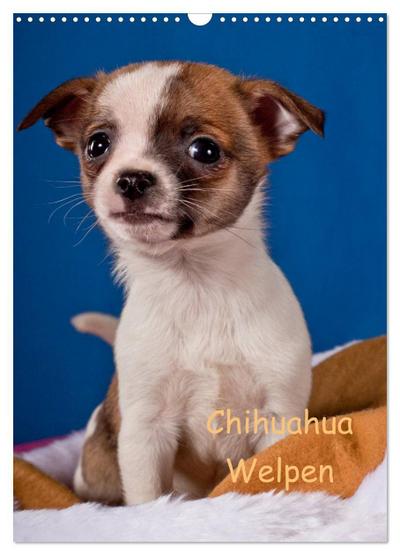 Chihuahua Welpen (Wandkalender 2024 DIN A3 hoch), CALVENDO Monatskalender