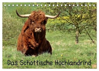 Das Schottische Hochlandrind (Tischkalender 2024 DIN A5 quer), CALVENDO Monatskalender