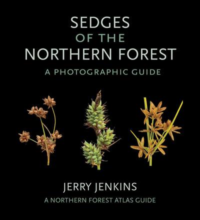 Sedges of the Northern Forest