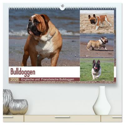 Bulldoggen - Englische und Französische Bulldoggen (hochwertiger Premium Wandkalender 2026 DIN A2 quer), Kunstdruck in Hochglanz