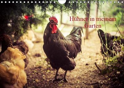 Hühner in meinem Garten (Wandkalender 2019 DIN A4 quer)