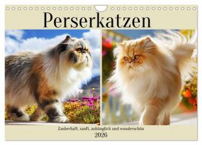 Perserkatzen. Zauberhaft, sanft, anhänglich und wunderschön (Wandkalender 2026 DIN A4 quer), CALVENDO Monatskalender