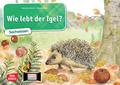 Wie lebt der Igel?