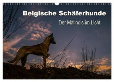 Belgische Schäferhunde - Der Malinois im Licht (Wandkalender 2026 DIN A3 quer), CALVENDO Monatskalender