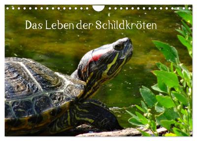 Das Leben der Schildkröten (Wandkalender 2024 DIN A4 quer), CALVENDO Monatskalender