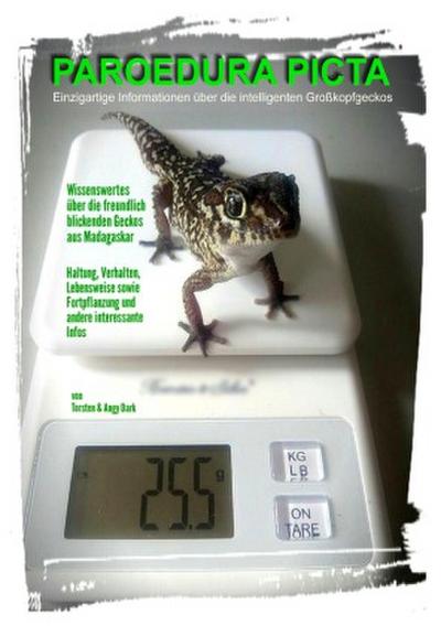 PAROEDURA PICTA - Großkopfgeckos
