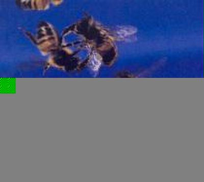 Diana Thater: Knots + Surfaces