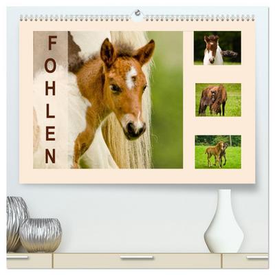 Fohlen, glücklich in der Herde (hochwertiger Premium Wandkalender 2026 DIN A2 quer), Kunstdruck in Hochglanz