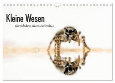 Kleine Wesen - Makroaufnahmen von einheimischen Insekten (Wandkalender 2026 DIN A4 quer), CALVENDO Monatskalender