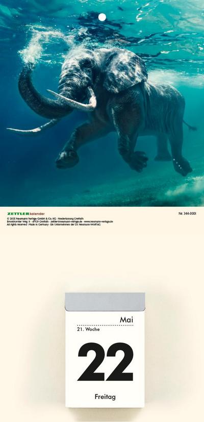 Bildrückwände für Typ 301 und 302 Tiere sortiert