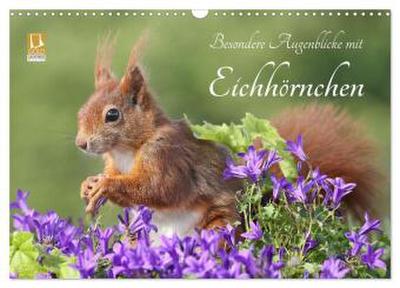 Besondere Augenblicke mit Eichhörnchen (Wandkalender 2026 DIN A3 quer), CALVENDO Monatskalender