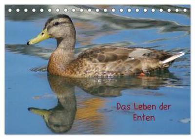 Das Leben der Enten (Tischkalender 2026 DIN A5 quer), CALVENDO Monatskalender