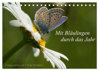 Mit Bläulingen durch das Jahr (Tischkalender 2026 DIN A5 quer), CALVENDO Monatskalender