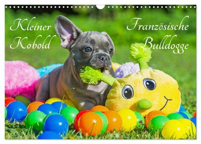 Kleiner Kobold Französische Bulldogge (Wandkalender 2025 DIN A3 quer), CALVENDO Monatskalender