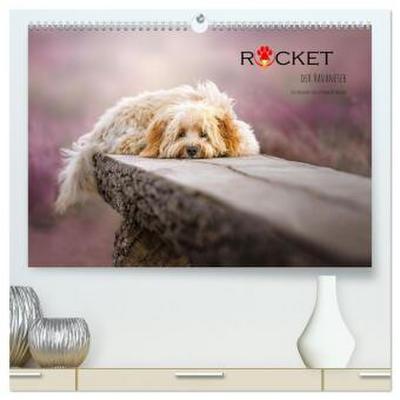 Rocket der Havaneser (hochwertiger Premium Wandkalender 2026 DIN A2 quer), Kunstdruck in Hochglanz