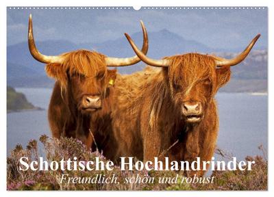 Schottische Hochlandrinder. Freundlich, schön und robust (Wandkalender 2024 DIN A2 quer), CALVENDO Monatskalender